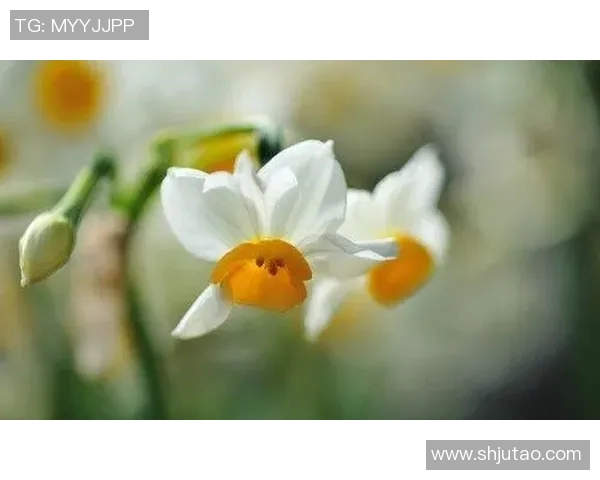 贾诚:从平凡到卓越的奋斗历程与人生智慧分享 贾诚:从平凡到卓越的奋斗历程与人生智慧分享